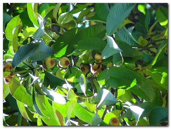 Мангостин фрукт выращивание в домашних условиях
