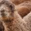 Харьковский зоопарк объявил конкурс на имя для верблюжонка