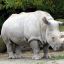 Скончался последний в мире самец северного белого носорога