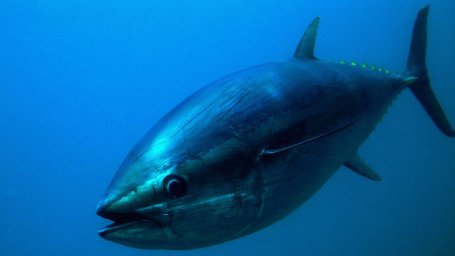 2 мая – Всемирный день тунца
