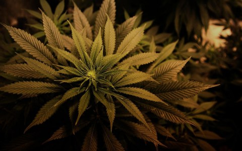 Marijuana’s High-Tech Sister Strain Can’t Get You High, But Is Still Pretty Extraordinary